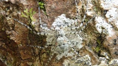 Would YOU spot it? Rare venomous ‘master of disguise’ spider that camouflages itself from prey is seen lurking in UK