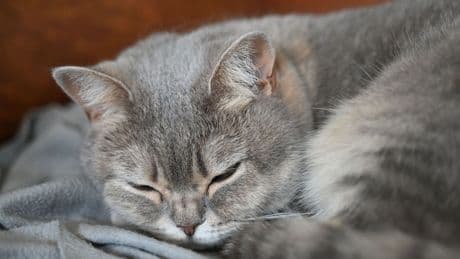 Hund, Katze, Hamster: Mehr als sieben Milliarden für Haustiere - Branche stabil