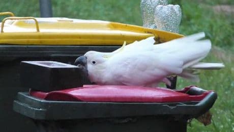 Sydney: Kakadus in Australien knacken Trinkbrunnen