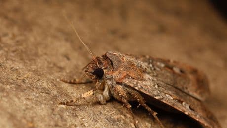 This Australian moth uses the stars as a compass to travel hundreds of miles