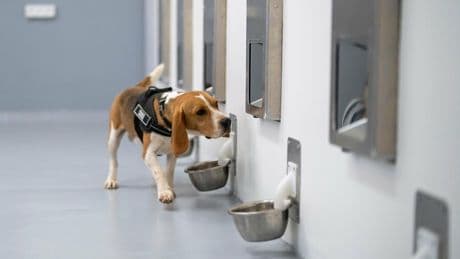 Start-up SpotitEarly: Wie Hunde Krebs erschnüffeln können