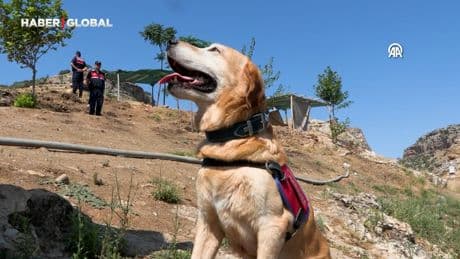 Kadavra arama köpeği "Pusat" jandarmanın en büyük yardımcısı