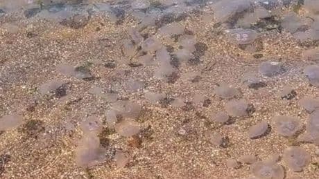 Swarms of 'alien jellyfish' invade UK beaches as temperatures soar amid heatwave