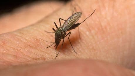 Mosquitoes found as far north as Shetland in study examining pathogen risk