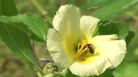 Las plantas también pueden ser deshonestas