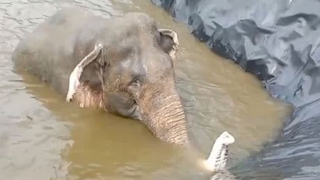 Dickhäuter sitzt fest - Wasserspeicher wird zur Falle
