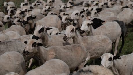 Una isla cancela por primera vez su centenaria feria ovina por falta de participantes