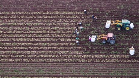 Estas son los 4.000 tipos de patatas nativas de Perú