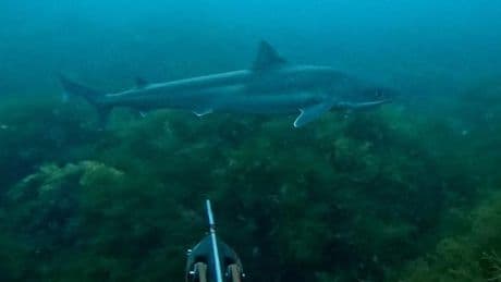 El encuentro de un submarinista vizcaíno con un tiburón en Asturias: «Ví que se acercaba una sombra muy grande»