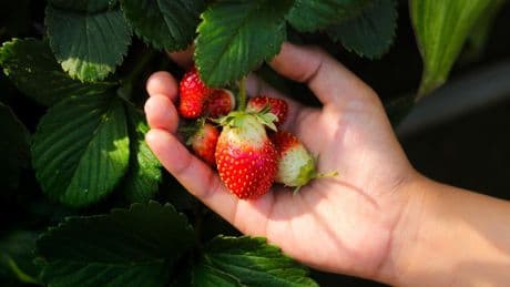 Superfood: Wie gesund sind Erdbeeren wirklich?