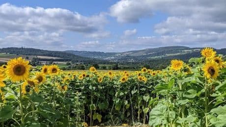 Incredibly popular £7 tourist attraction returns to UK with giant maze, sunset bar & stunning photo opportunities