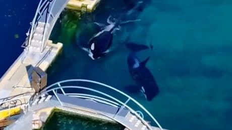Schreckliches Schicksal - Orcas einfach zurückgelassen