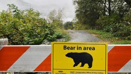 Grizzly attack near Creston leaves man with ‘significant’ injuries