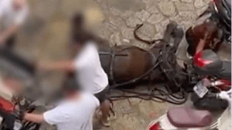 Mallorca: Kutschpferd bricht vor Touristen zusammen