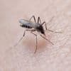 Chikungunya : dix cas autochtones détectés dans un même quartier de Salon-de-Provence