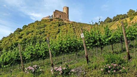 Winzer in Not: „Viele Weinbaubetriebe sind in Schieflage“