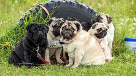 Lanzan una guía global para concienciar a los dueños de perros de cara plana: "Los ronquidos no son graciosos"