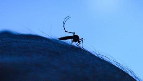 Chikungunya: Baden-Württemberg befürchtet Fälle der Virus-Infektion