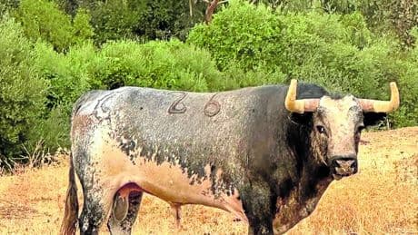 El toro que renació en Bilbao