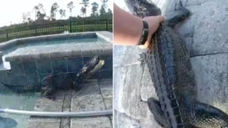 Deputy rescues alligator from backyard pool with bare hands: ‘Florida grown at its finest!’