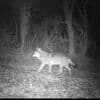 Ils traquent le loup en Maine-et-Loire et Vendée : Envoyé spécial les filme pour un reportage télé