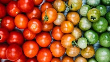 Immer noch grün? Kleine Tricks helfen Tomaten beim Reifen