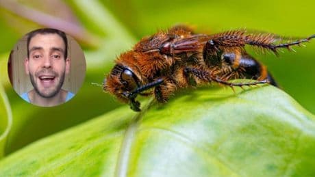 El enfermero Jorge Ángel desvela qué pasos seguir tras una picadura de abeja o avispa: ''Los remedios caseros, como echar barro o amoniaco, aumentan el riesgo de infección''