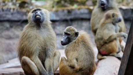 Nürnberg: Tiergartenfreunde verurteilen Anfeindungen nach Paviantötung