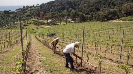 En Italie, Gorgona, l’île-prison à ciel ouvert