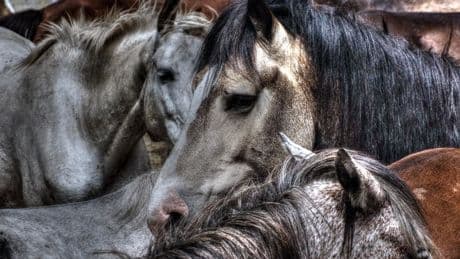 "Des sévices graves": plusieurs chevaux retrouvés mutilés dans des exploitations de Normandie, une enquête ouverte