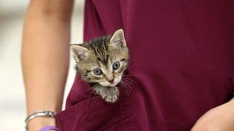 Posibles causas por las que estornudan los gatitos y cuándo preocuparse