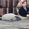 Businessman fined after he used wooden fence post to prod seal pups into the sea