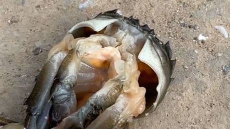 Krabbe oder Alien?  - Unheimliche Begegnung am Strand