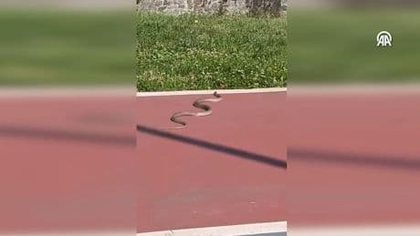 İstanbul'da yürüyüş yolunda görülen yılan ekipleri harekete geçirdi
