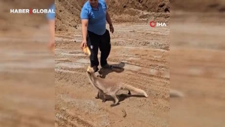 Her gün acıkınca işçilerin yanına giden tilki yürekleri ısıttı