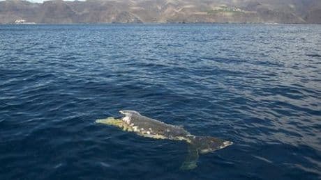 Naturschutzgebiet vor La Gomera: Wo Wale von Schnellfähren zerteilt werden