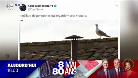 "1 milliard de personnes regardent une mouette": Un volatile posé à côté de la cheminée du conclave amuse les internautes