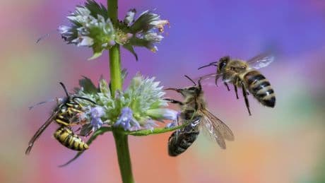 Bienen und Wespen: So erkennen Sie den Unterschied