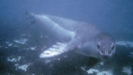Scientist's horrifying final moments as she's killed by leopard seal while diving in Antarctic