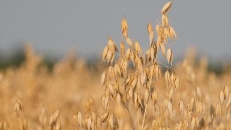 Lifestyleprodukt Hafer: Anbau von Hafer in Sachsen mehr als verdoppelt