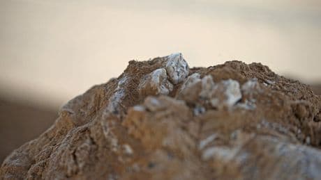 Jawbone dating back 1.8m years offers clues on how humans evolved