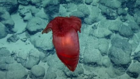 Translucent ‘Headless Chicken Monster’ Captivates Sea Scientists