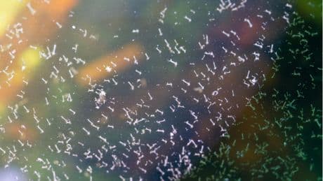 Stehende Gewässer: In Regentonnen und Gartenteich: Was hilft gegen Mückenlarven im Wasser?