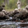 Four hundred rookie Marines made to do gruelling 'mud run' after around a dozen fellow recruits are caught stealing from the camp's self-service canteen