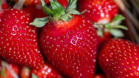 Erdbeeren aus Sachsen: Obstbauern in Sachsen hoffen auf bessere Erdbeersaison