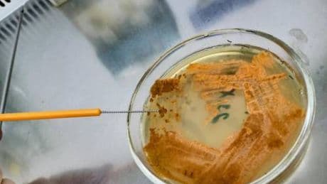 UnInsubria, scoperto nuovo antibiotico contro superbatteri