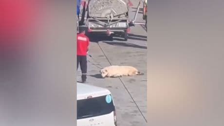 Görüntüler büyük tepki toplamıştı: İstanbul Havalimanı'nda yerde sürüklenen köpeğe ilişkin açıklama