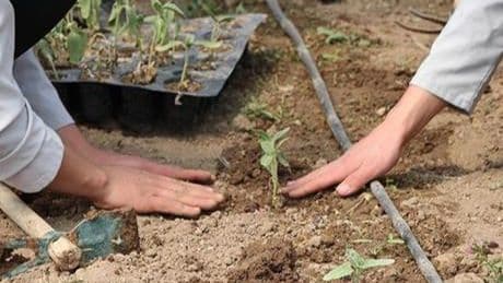 Lise öğrencileri aldıkları eğitimle okuldaki serada sebze yetiştiriyor