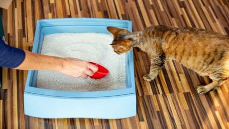 "Bio"-Katzenstreu: Laut Experten sollten Sie gerade das besser nicht kaufen