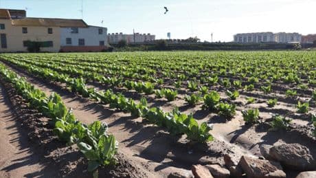 València y su área metropolitana descartan alimentos locales que acaban importando